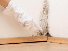 Why You Should Choose Our Mold Remediation Services in Annetta, TX